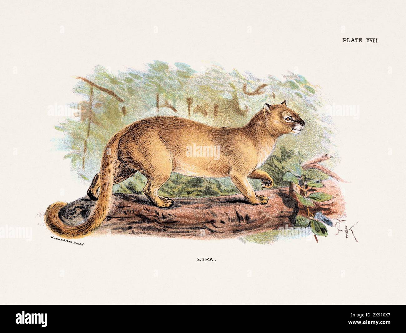 Vintage-Illustration einer wilden Katze aus einem naturgeschichtlichen Buch aus dem 19. Jahrhundert, das Katzenarten beschreibt. Stockfoto