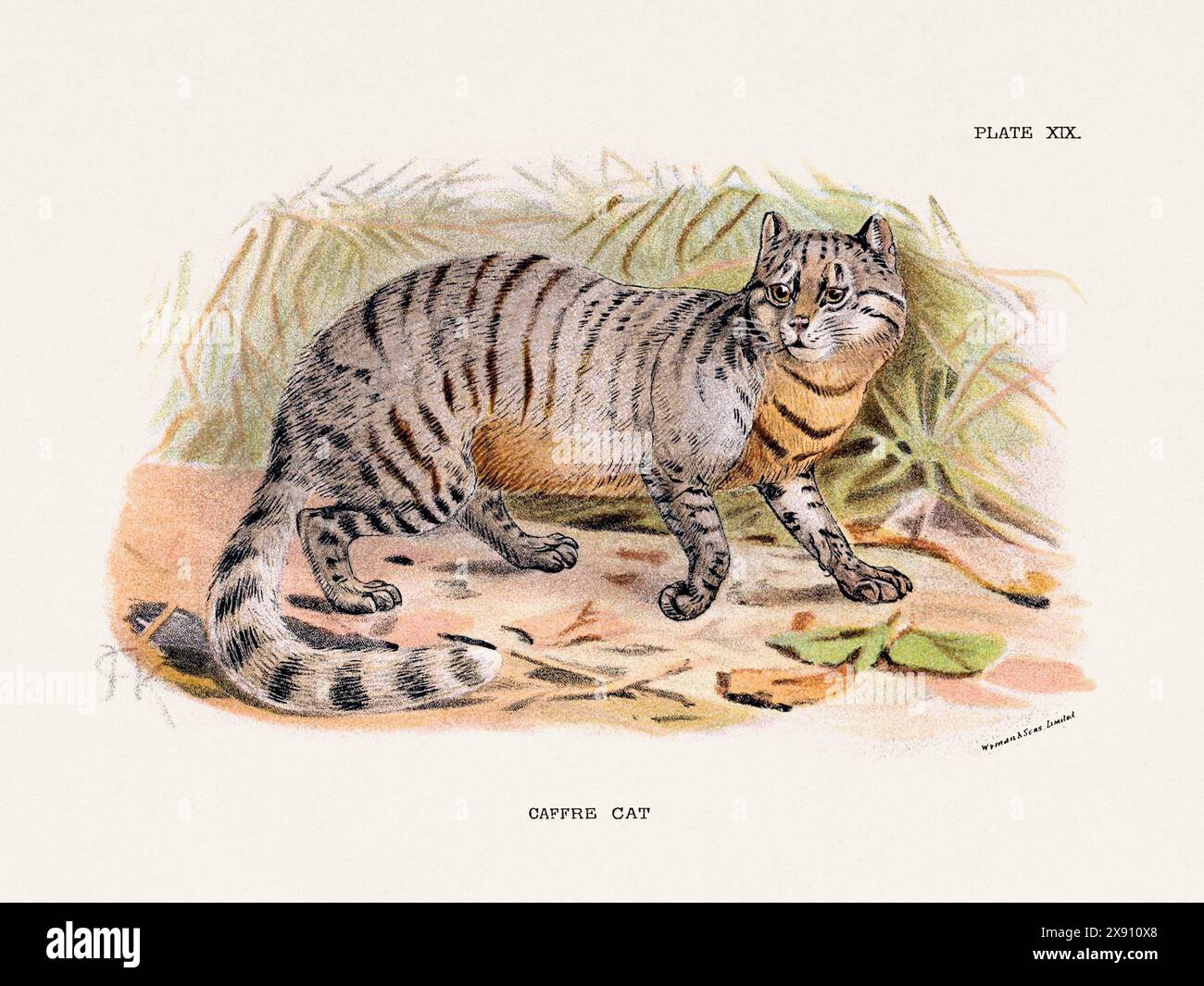Caffre Kat. Vintage-Illustration einer wilden Katze aus einem naturgeschichtlichen Buch aus dem 19. Jahrhundert, das Katzenarten beschreibt. Stockfoto