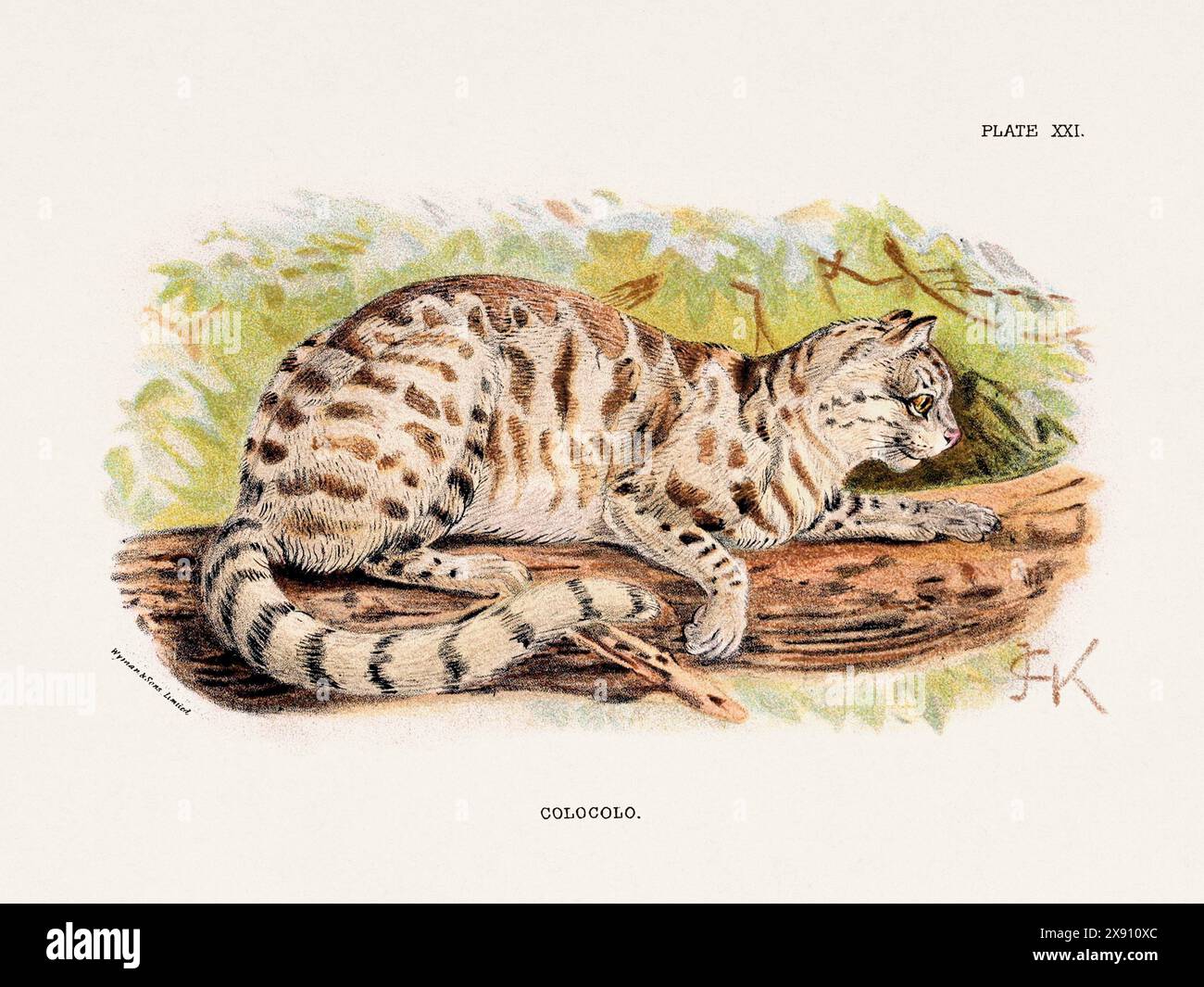 Colocolo. Vintage-Illustration einer wilden Katze aus einem naturgeschichtlichen Buch aus dem 19. Jahrhundert, das Katzenarten beschreibt. Stockfoto