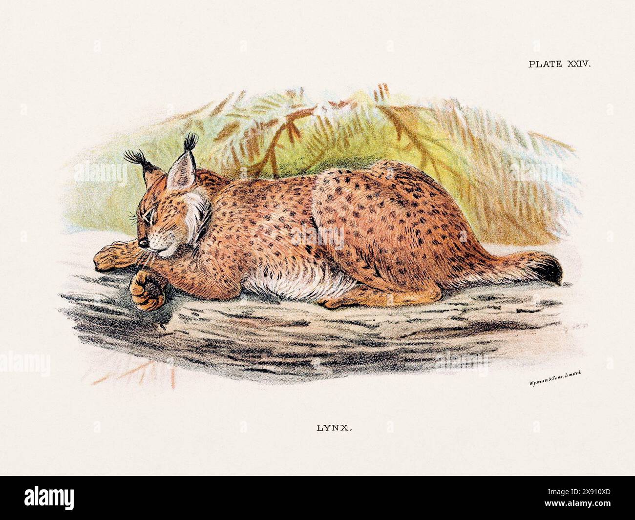 Lynx. Vintage-Illustration einer wilden Katze aus einem naturgeschichtlichen Buch aus dem 19. Jahrhundert, das Katzenarten beschreibt. Stockfoto