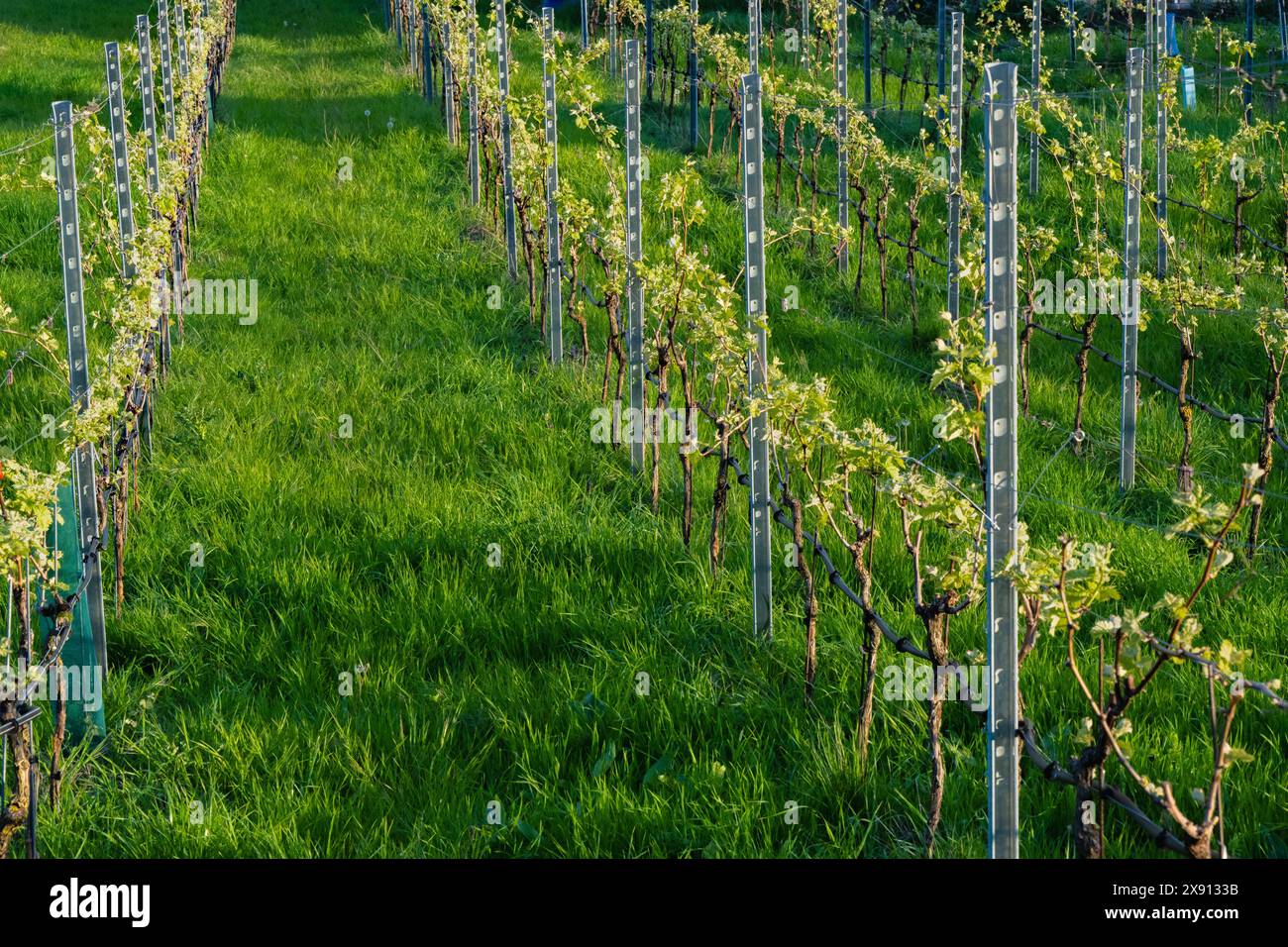 : Grüner Weinberg: Junge Rebstöcke mit Blättern im Frühjahr. Stockfoto