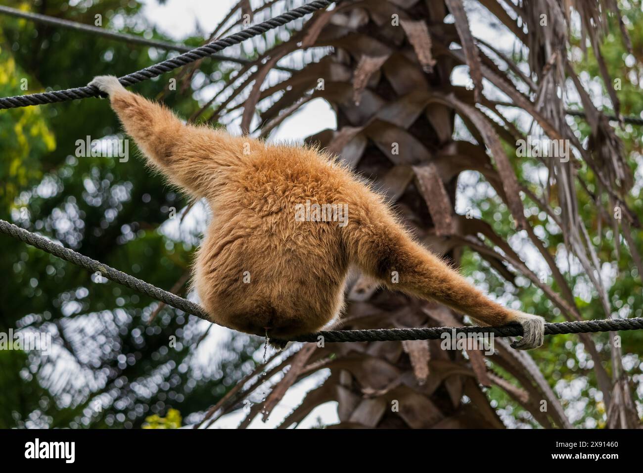 Der Pollengibbon (Hylobates lar), Weißhandgibbon, gefährdeter Primaten in der Familie Hylobatidae. Stockfoto