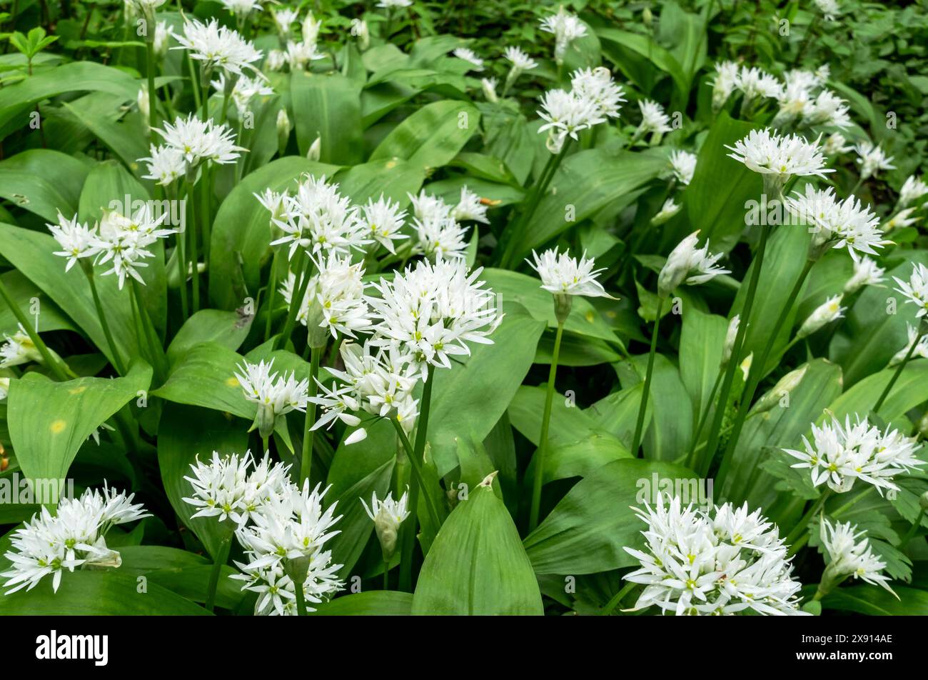 Nahaufnahme der wilden Wildblumen des wilden Knoblauchs im Frühling England Großbritannien Großbritannien Großbritannien Großbritannien Großbritannien Großbritannien Großbritannien Großbritannien Großbritannien Großbritannien Großbritannien Großbritannien Großbritannien Großbritannien Großbritannien Großbritannien Großbritannien Stockfoto