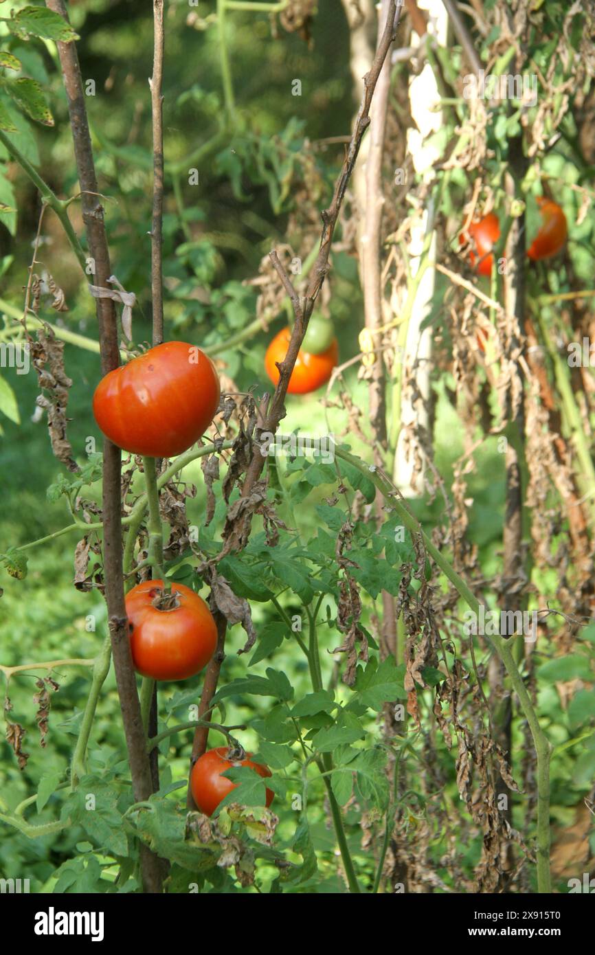 Tomaten im Garten wachsen Stockfoto