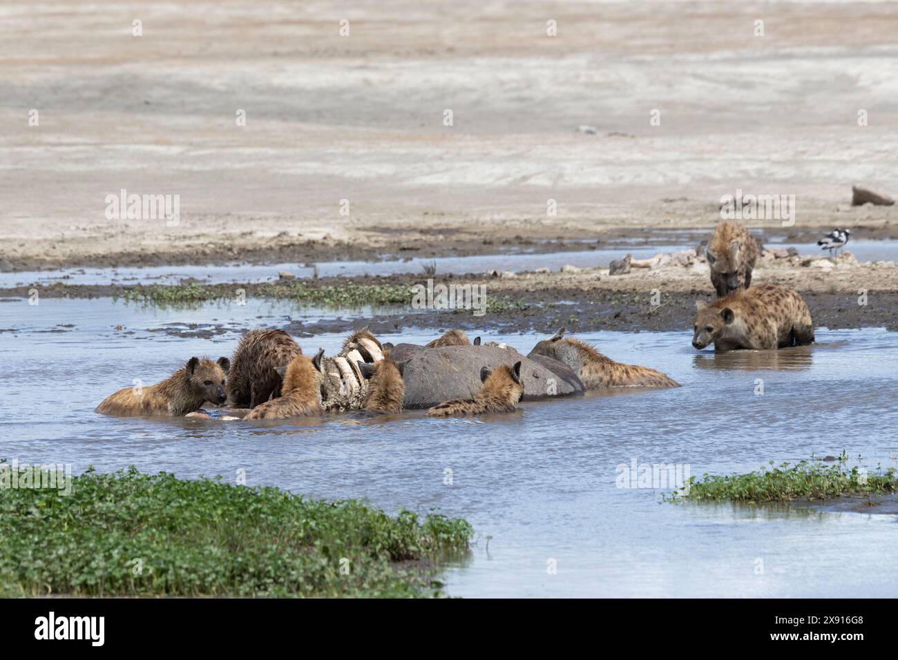 Im rohen Drama des Lebenskreises der Natur schmecken Hyänen an einem Nilpferdekadaver und veranschaulichen den unerbittlichen Zyklus des Überlebens in der afrikanischen Wildnis. Stockfoto