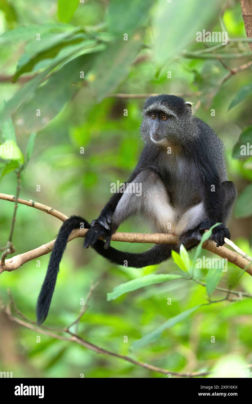 Im Manyara National Park schwingt der leuchtende blaue Affe anmutig, ein farbenfrohes Symbol für die vielfältige Tierwelt und den üppigen Lebensraum des Parks. Stockfoto