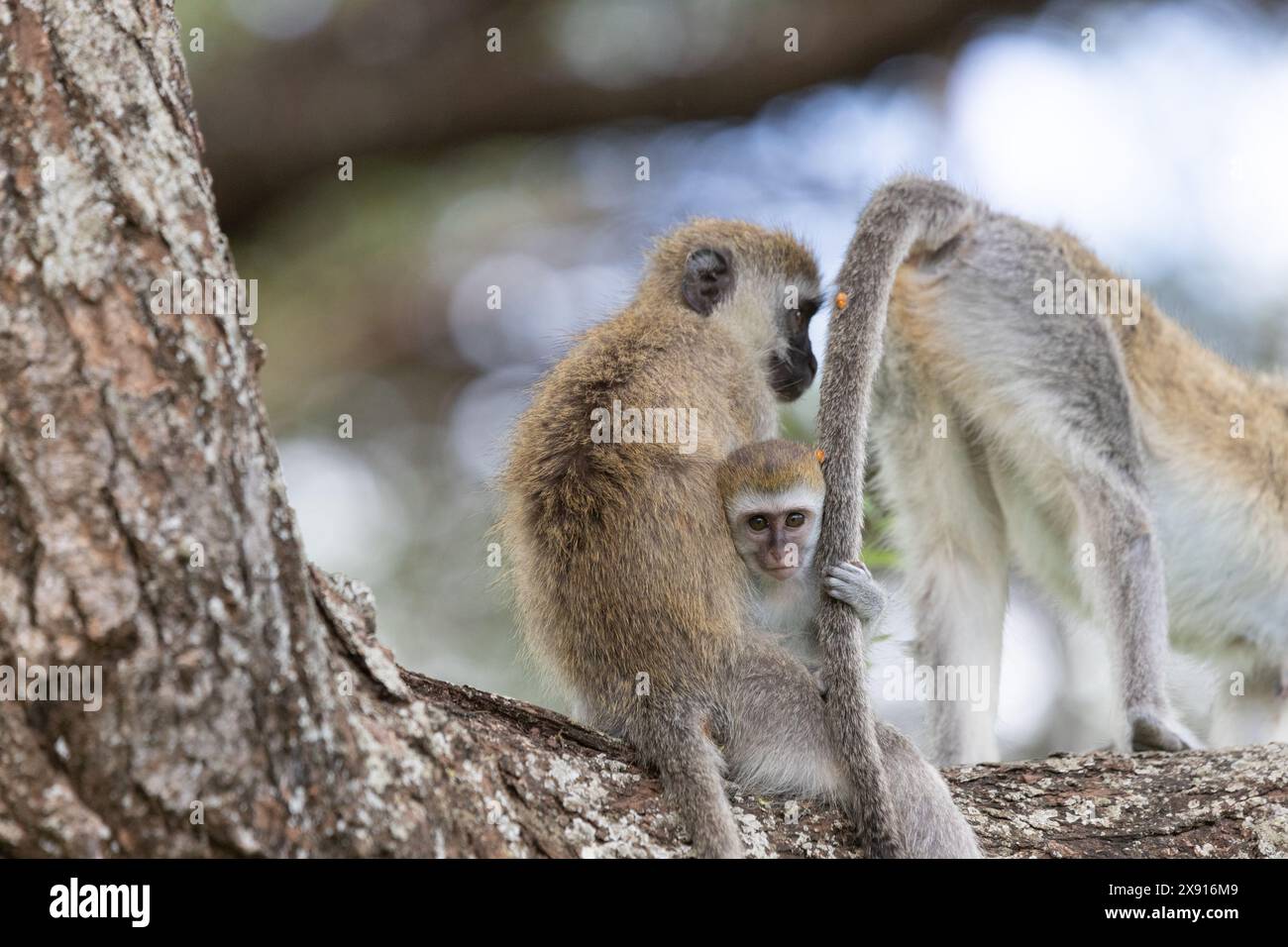 Im Herzen des Lake Manyara National Park erkundet ein Baby-Rotmeer unter den wachsamen Augen der Erwachsenen und veranschaulicht das Band der Familie. Stockfoto