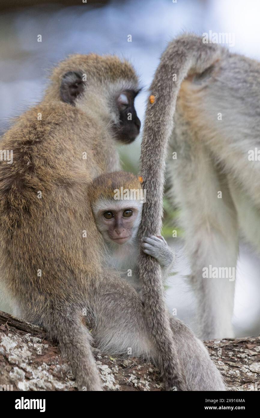 Im Herzen des Lake Manyara National Park erkundet ein Baby-Rotmeer unter den wachsamen Augen der Erwachsenen und veranschaulicht das Band der Familie. Stockfoto