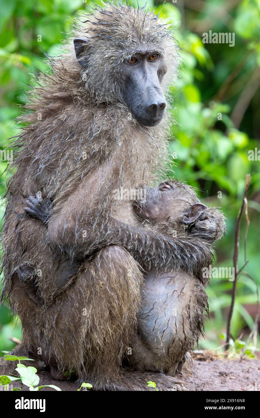 Im Lake Manyara National Park entfaltet sich ein zärtlicher Moment, während ein Pavian sein Baby liebevoll pflegt und die pflegende Bindung der Natur zum Ausdruck bringt. Stockfoto
