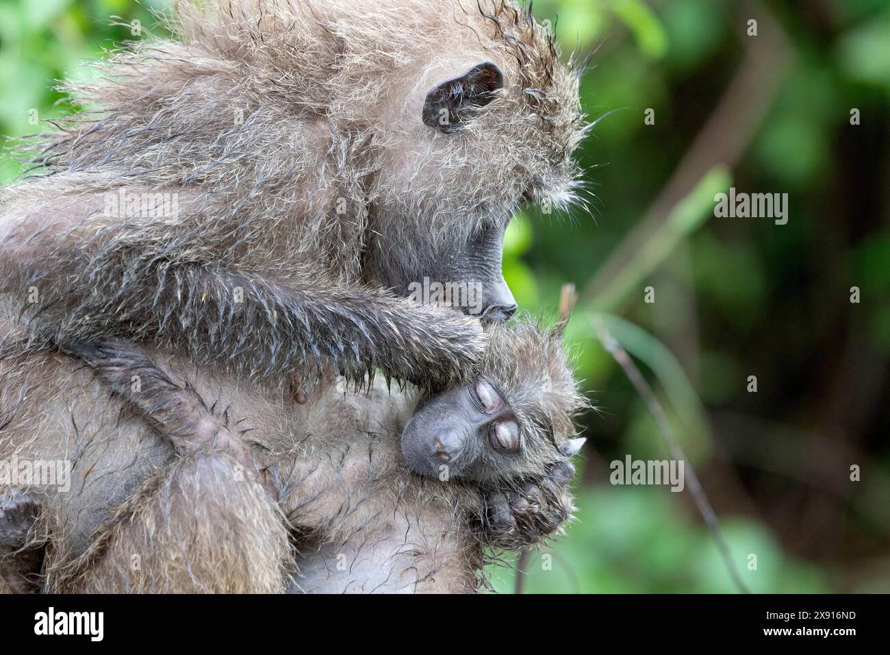 Im Lake Manyara National Park entfaltet sich ein zärtlicher Moment, während ein Pavian sein Baby liebevoll pflegt und die pflegende Bindung der Natur zum Ausdruck bringt. Stockfoto