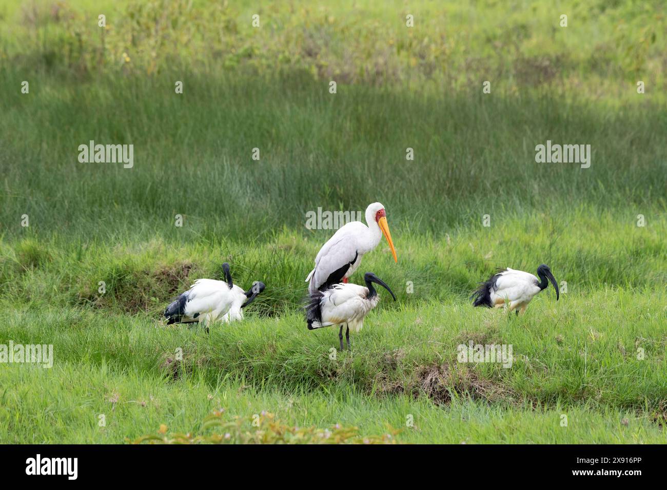Afrikanische Sacred Ibis Stockfoto