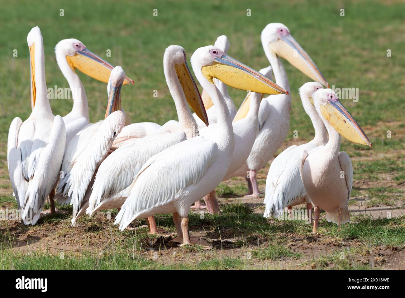 Eine Schar Pelikane steht zusammen und zeigt die Einheit und Schönheit der afrikanischen Tierwelt. Stockfoto