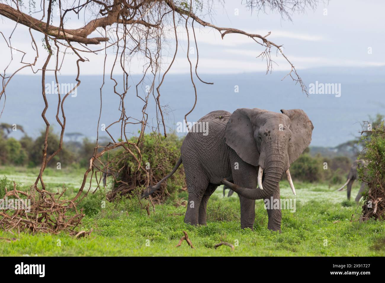 Ein Elefant mit einem Stier, der durch den üppigen Dschungel von Amboseli navigiert und die majestätische Schönheit der afrikanischen Tierwelt zeigt Stockfoto