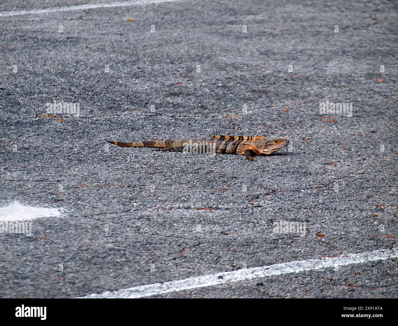 Junger Schwarzer Stachelschwanzleguan (Ctenosaura similis), der sich auf einer Straße der Insel Key Biscayne sonnt. Stockfoto