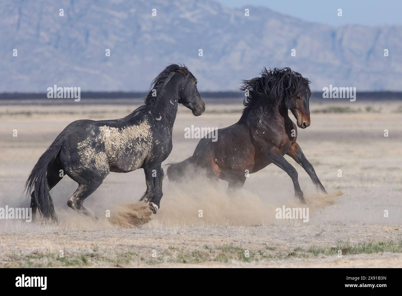 Die Wildpferdeherde des Onaqui Mountain hat eine leichte bis mittelschwere Struktur und ist in Farben wie Sauerampfer, roan, Buchleder, Schwarz, Palomino, und grau. Stockfoto