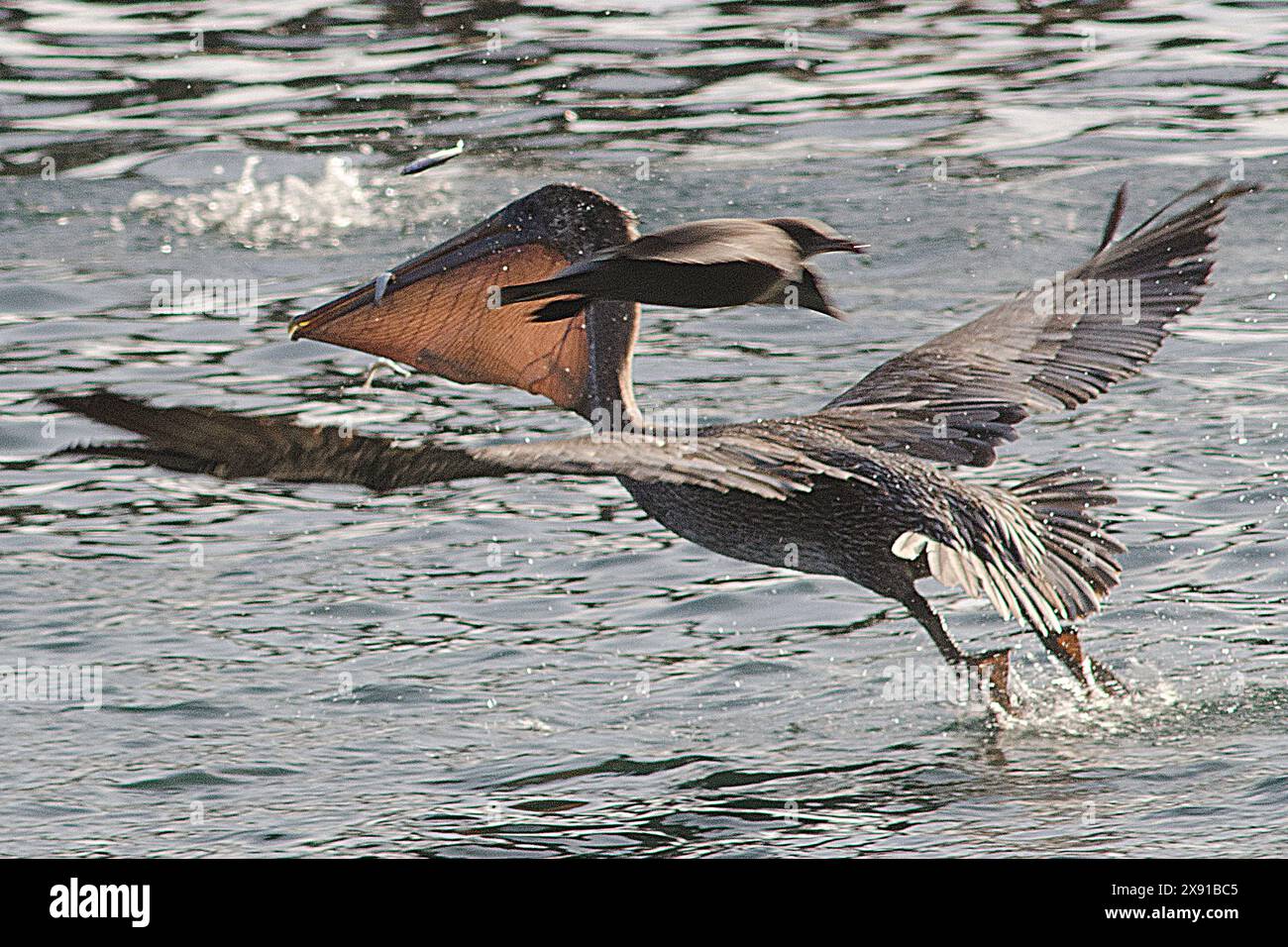 Pelicaner gleiten über den Ozean und zeigen ihre majestätische Flügelspannweite und anmutigen Bewegungen, während sie über das Wasser fliegen. Stockfoto