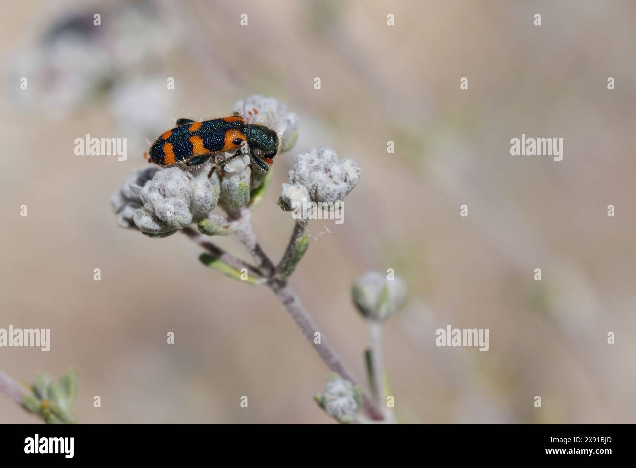 Käfer Trichodes leucopsideus an kleinen geschlossenen Blüten, Alcoy, Spanien Stockfoto