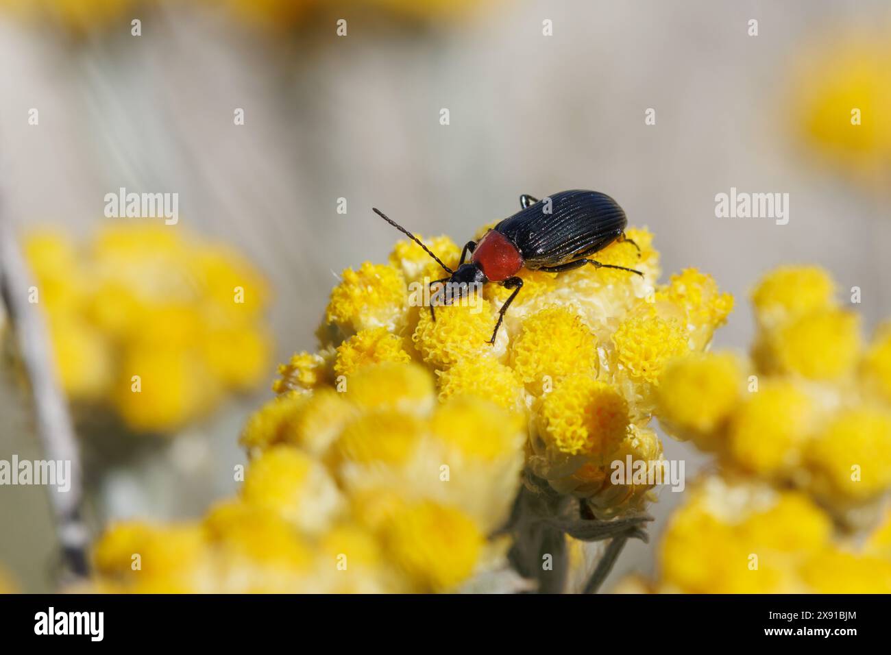 Sonnenkäfer, Heliotaurus ruficollis, isst von der Blume des Strauchs Helichrysum stoechas, Alcoy, Spanien Stockfoto