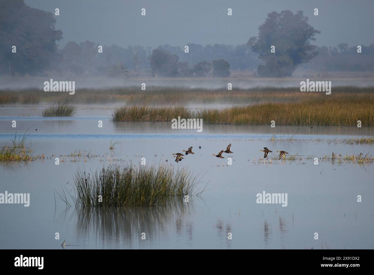 Eine Gruppe braunköpfiger Enten (Anas flavirostris), die über den See Laguna de Navarro in Buenos Aires, Argentinien, Südamerika fliegen Stockfoto