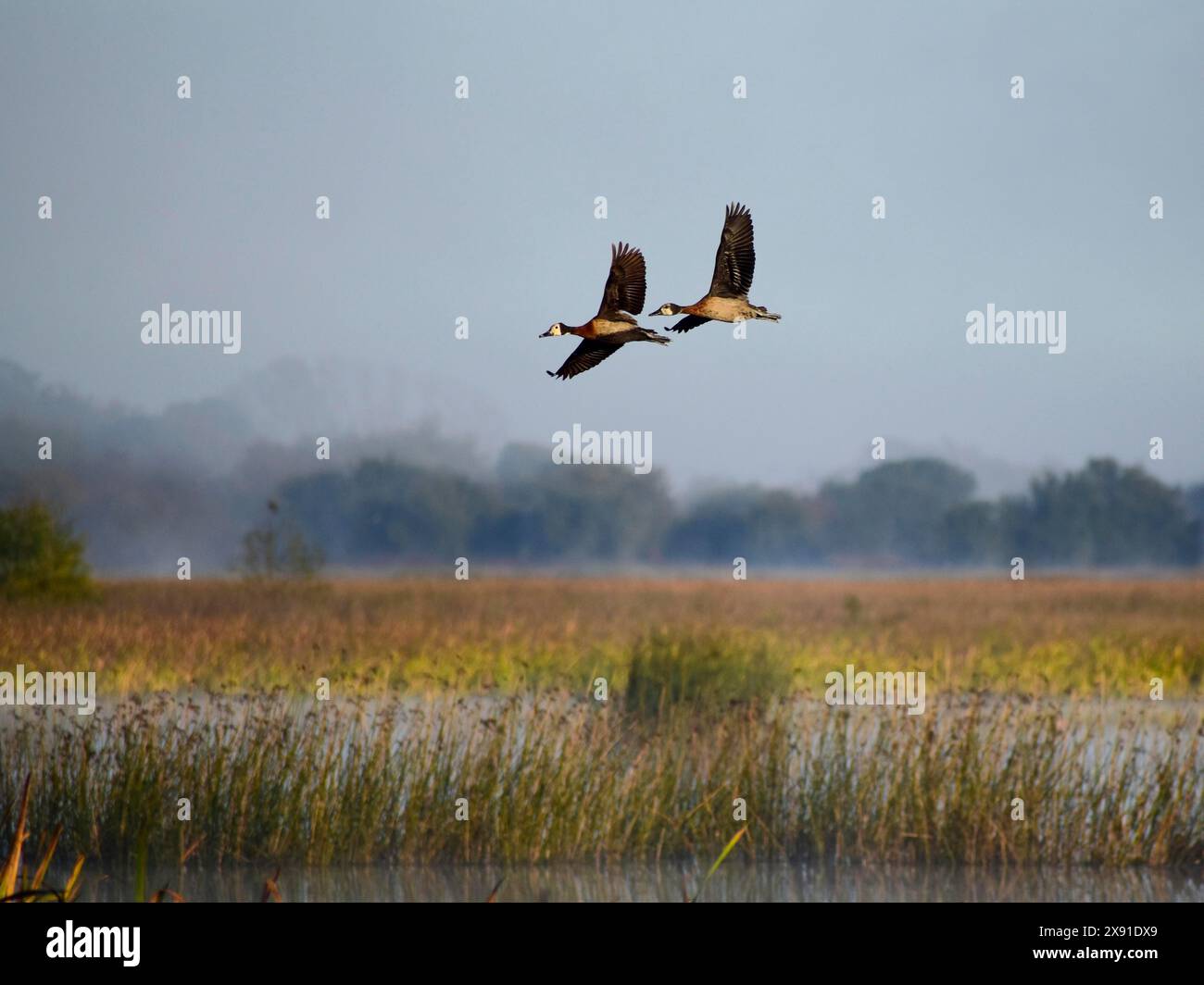 Zwei weiße Pfeifenenten (Dendrocygna viduata), männlich und weiblich, fliegen über den See Laguna de Navarro, Buenos Aires, Argentinien, Südamerika Stockfoto