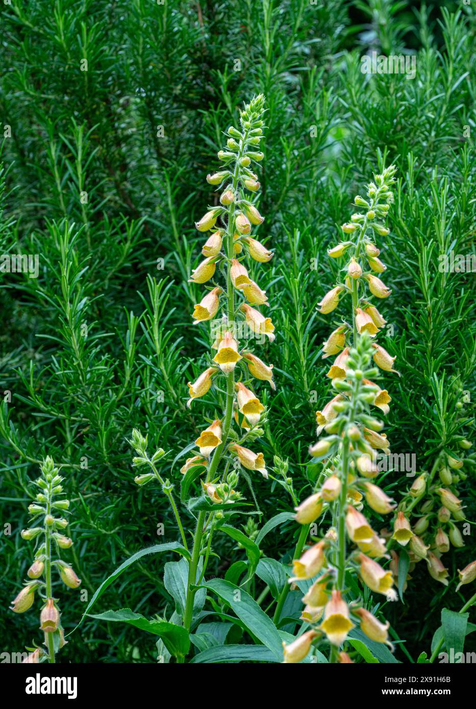 Woolly Foxglove (Digitalis lanata), Blüte Stockfoto