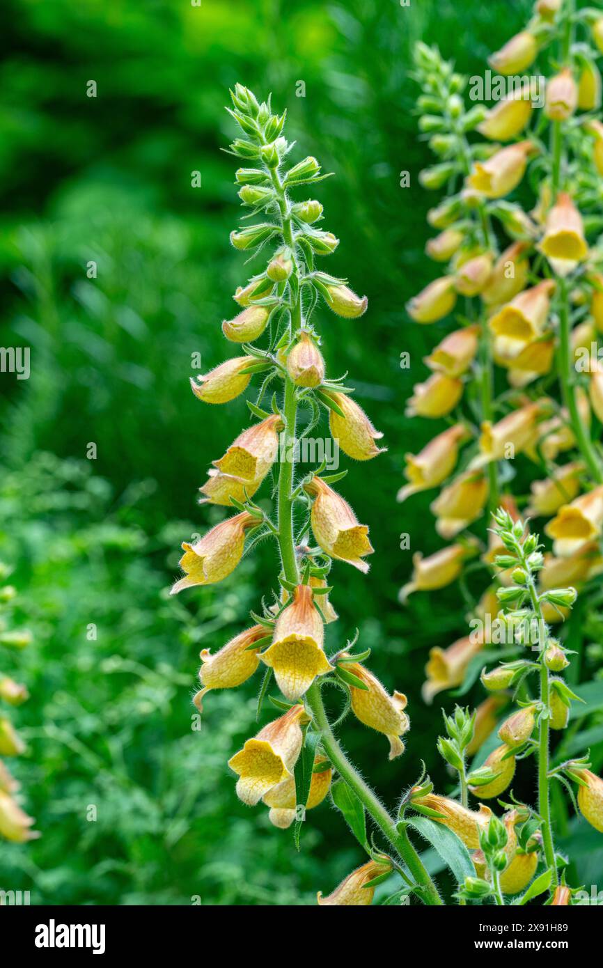 Woolly Foxglove (Digitalis lanata), Blüte Stockfoto