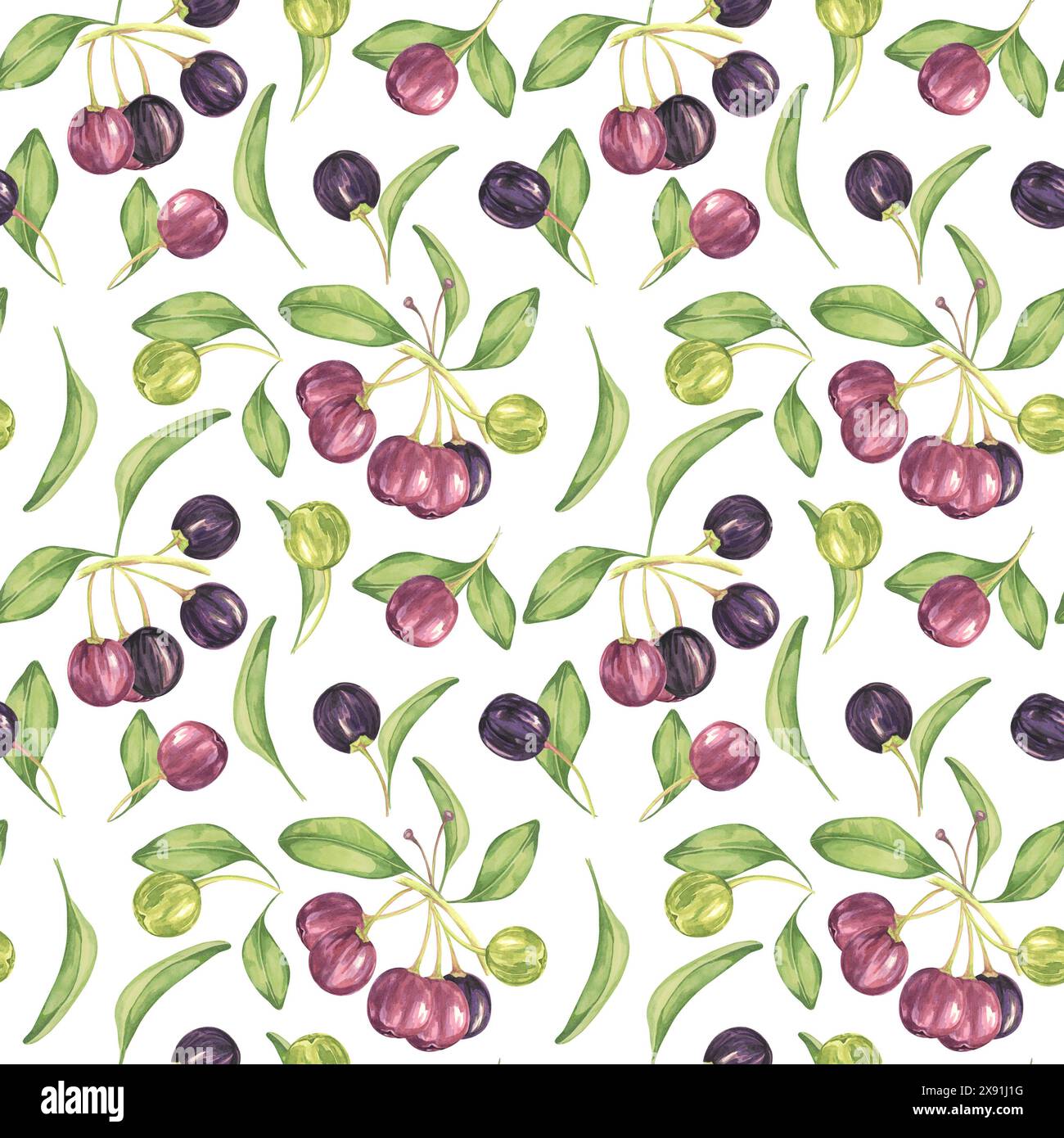 Maqui Beere, lila rosa Frucht nahtlos Muster mit Blättern. Aristotelia chilensis textiler Aquarell-Ornament-Clipart. Lebhaftes chilenisches Weinbeermuster für Kleidung, Papier, Scrapbooking und Tapeten Stockfoto