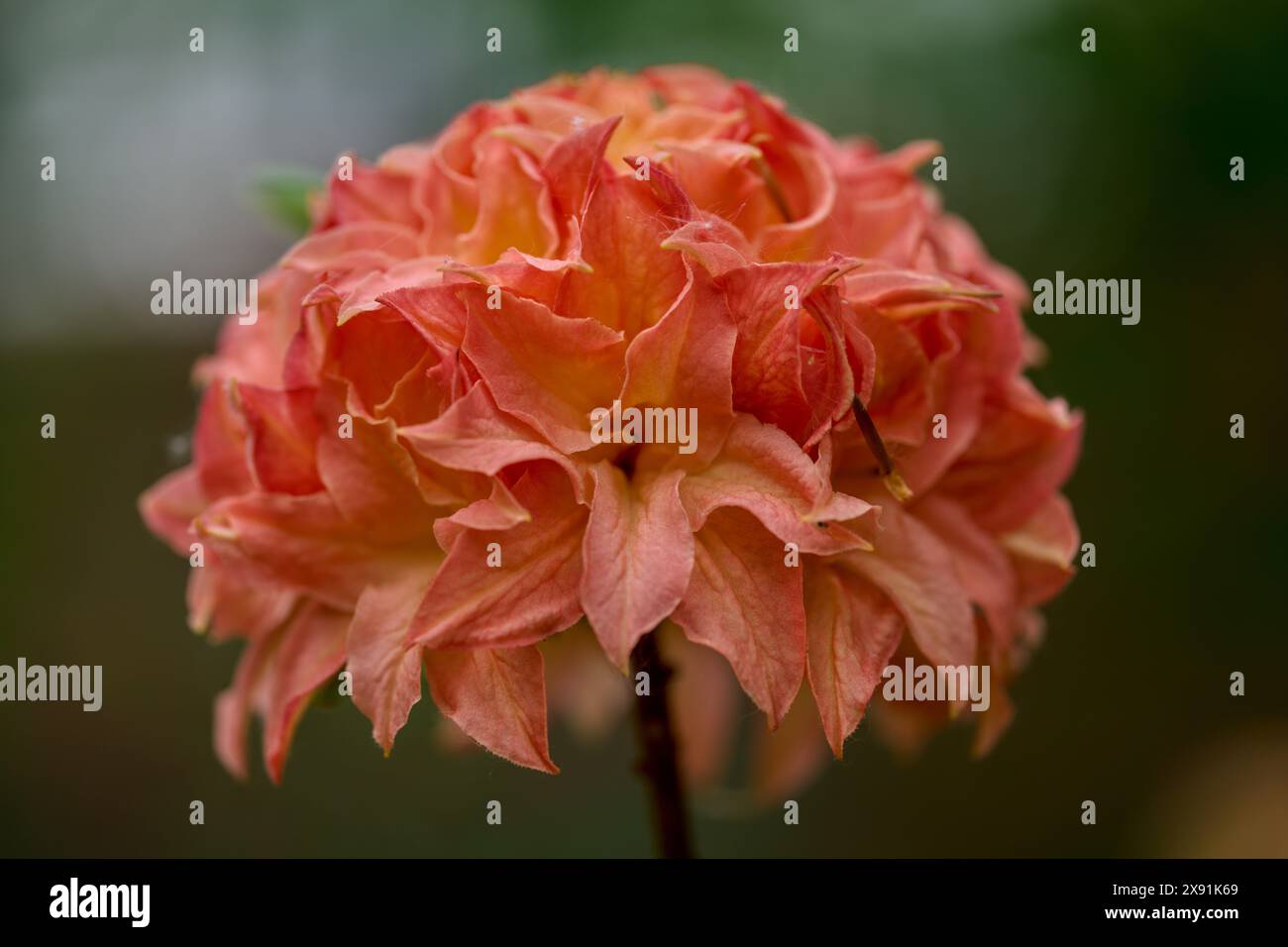 Üppige Rhododendronblume aus nächster Nähe bunt Stockfoto