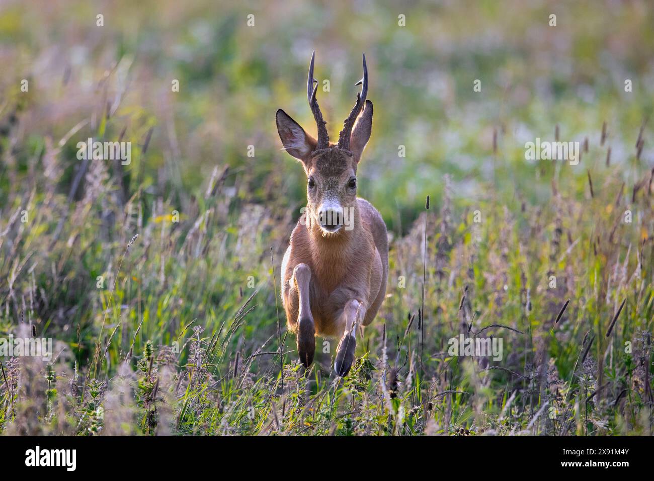 Auf der Flucht vor dem europäischen Reh (Capreolus capreolus), der im Sommer schnell durch das Grasland läuft Stockfoto