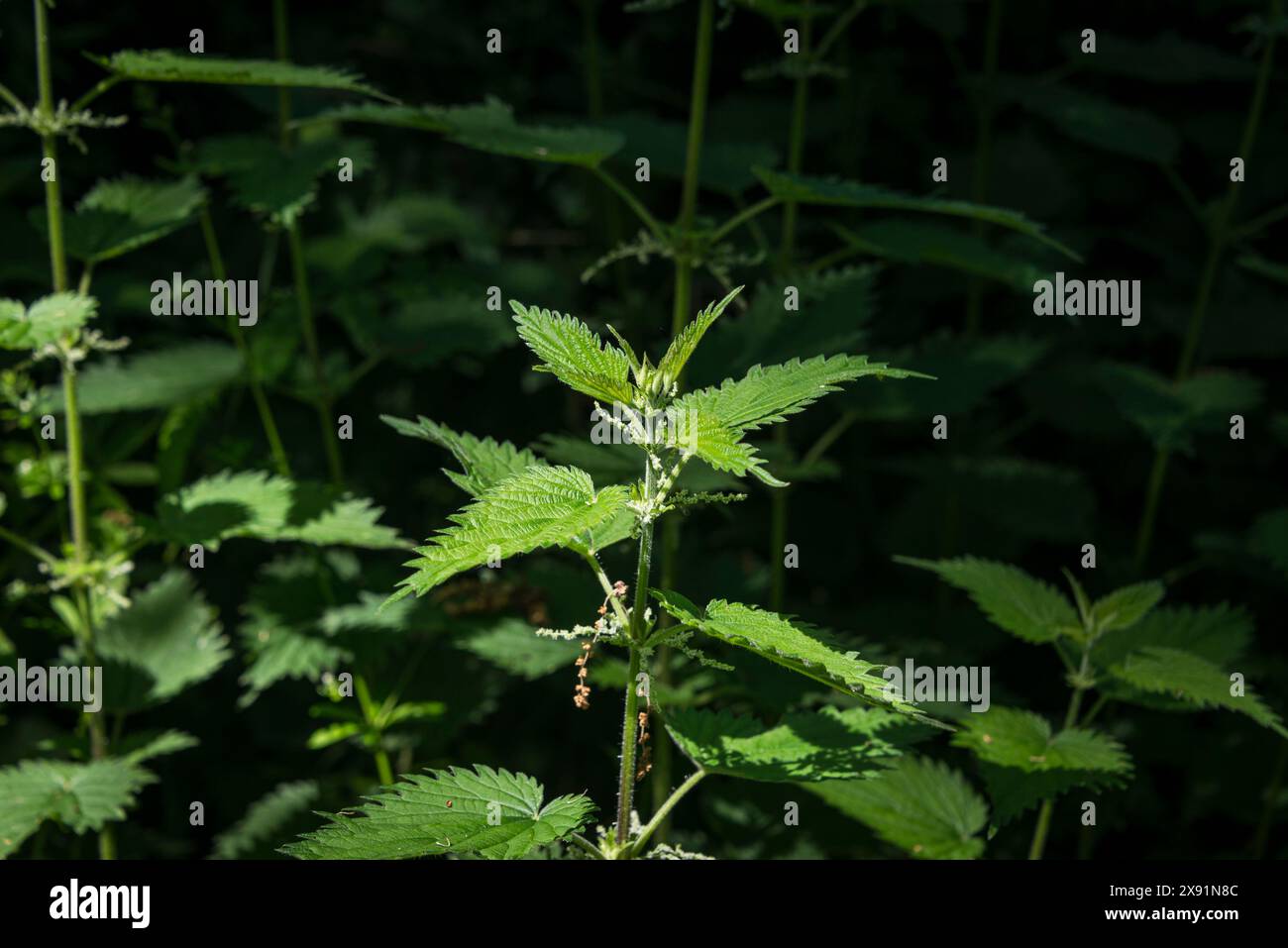 Nahaufnahme der Brennnessel (Urtica) Pflanzen und Blätter Stockfoto