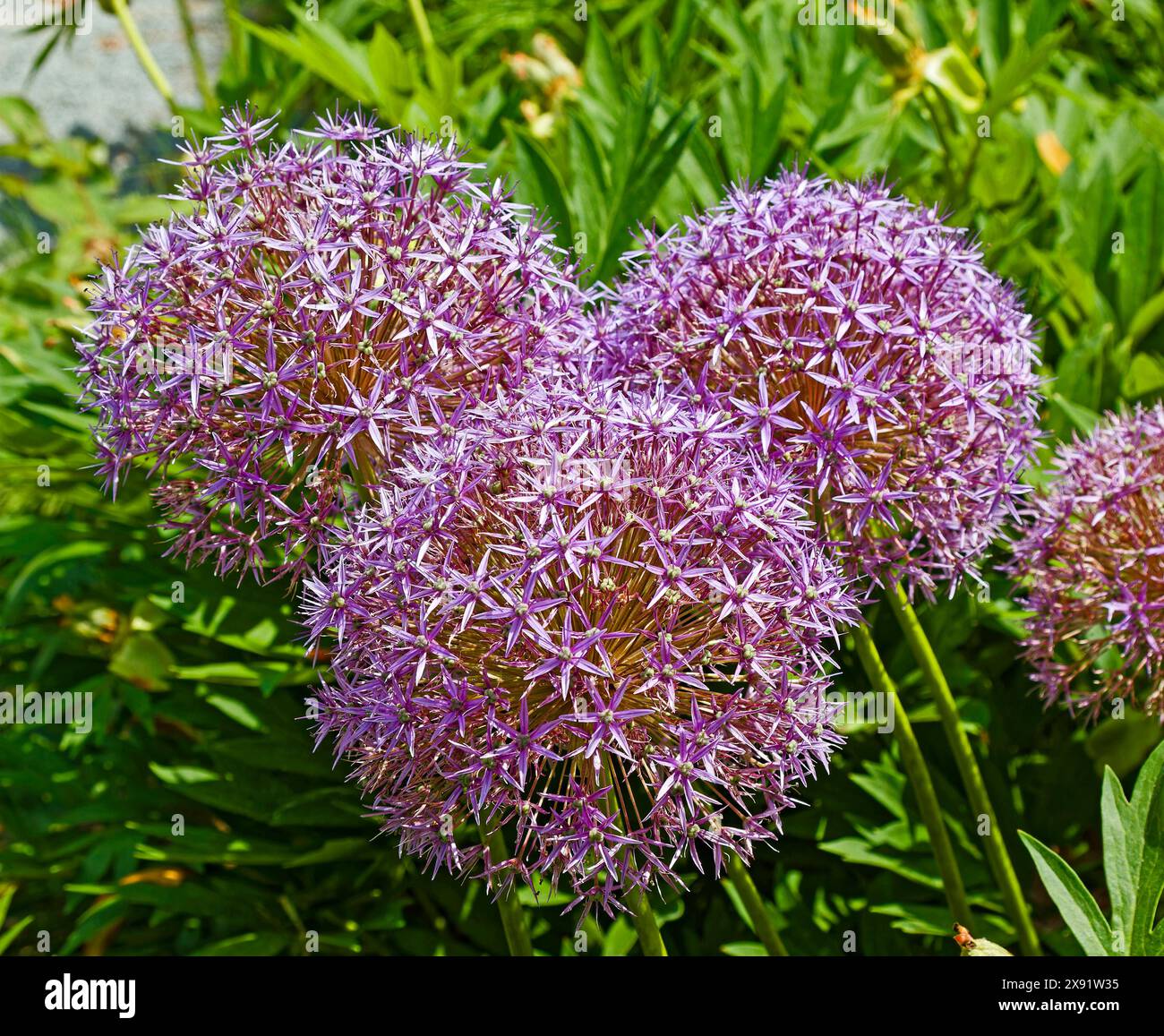 3 Blumen, Allium, zieht Bienen und Schmetterlinge an, lila, kleine sternförmige Blumen in Kugelform, Garten, Natur, Schönheit, hübsch, Frühling, Pennsylvania Stockfoto