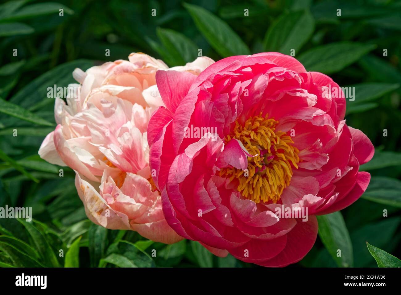 kamelie Blumen, 230 Sorten, rosa, blassrosa, Garten, Natur, Schönheit, hübsch, Frühling, PA Stockfoto