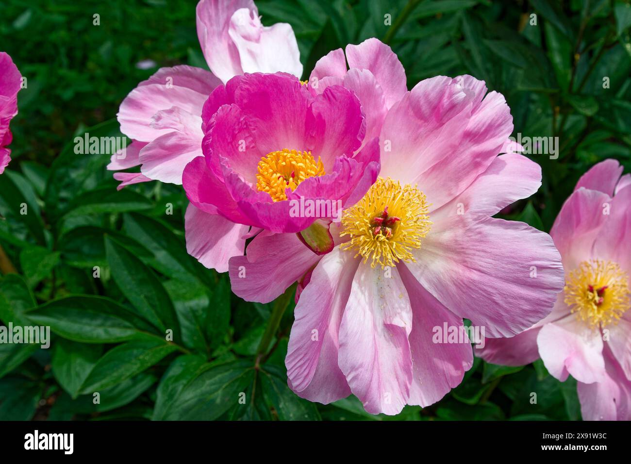 3 Kamelienblüten, 230 Sorten, rosa, Nahaufnahme, Garten, grüner Hintergrund, Natur, Schönheit, hübsch, Spring, PA, Pennsylvania Stockfoto