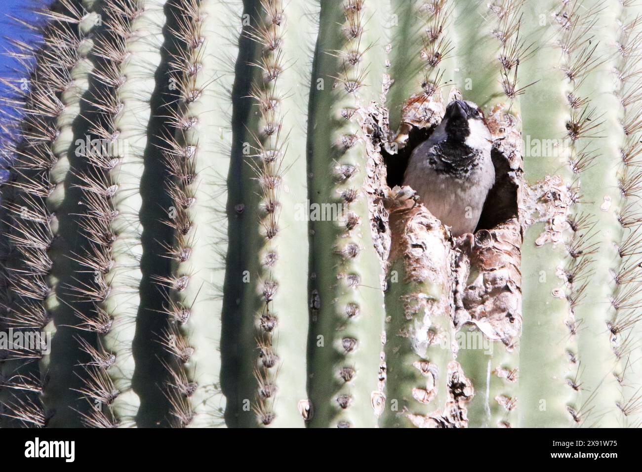 Schwarzkehlchen-Sparrow in einem Saguaro Stockfoto