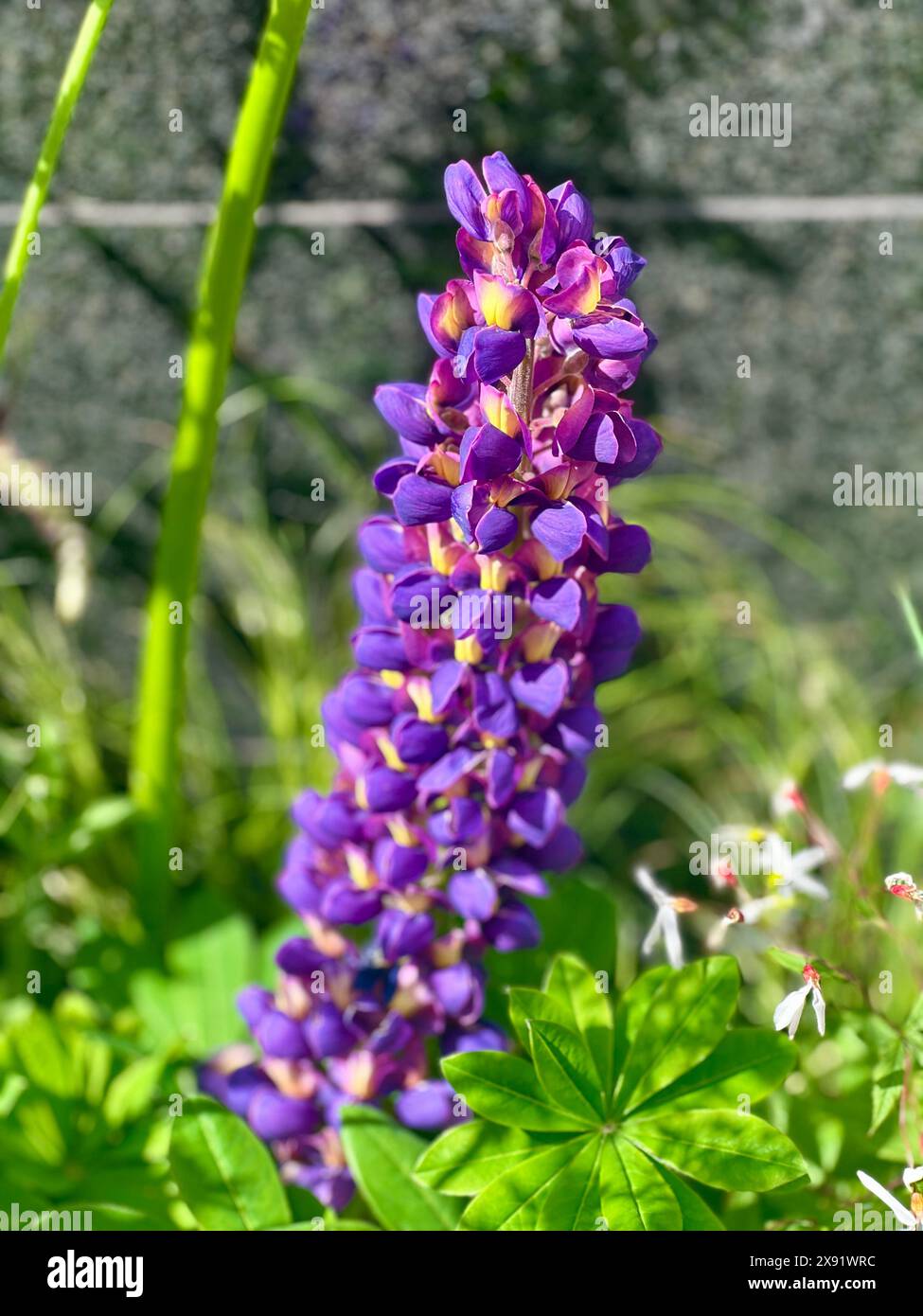 Nahaufnahme einer violetten, großblättrigen Lupinenblüte in voller Blüte. An einem sonnigen Tag aufgenommen. Blume isoliert mit grünen Blättern. Stockfoto