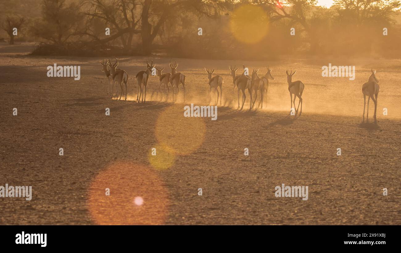 Sonnenuntergang am späten Nachmittag mit einer Herde von Springbockantilopen in einer einzigen Datei auf dem Weg zum Wasser. Staub, der aus müden Hufen aufsteigt, Ausschau nach Raubtieren. Stockfoto