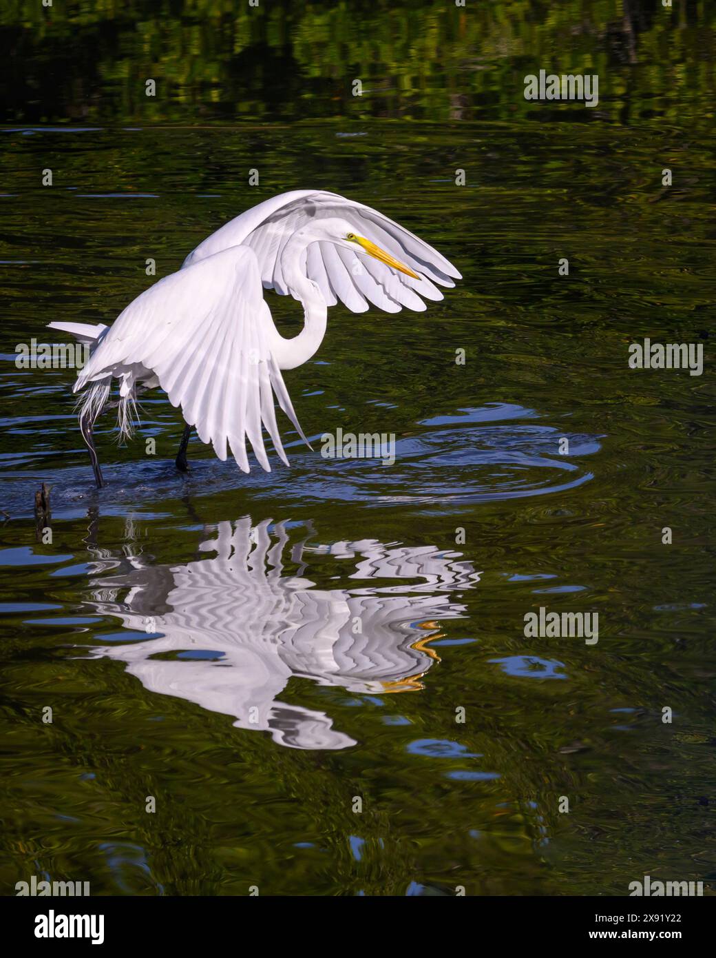 Großer Egret in einem Feuchtteich in der Nähe von San Blas, Nayarit, Mexiko. Stockfoto
