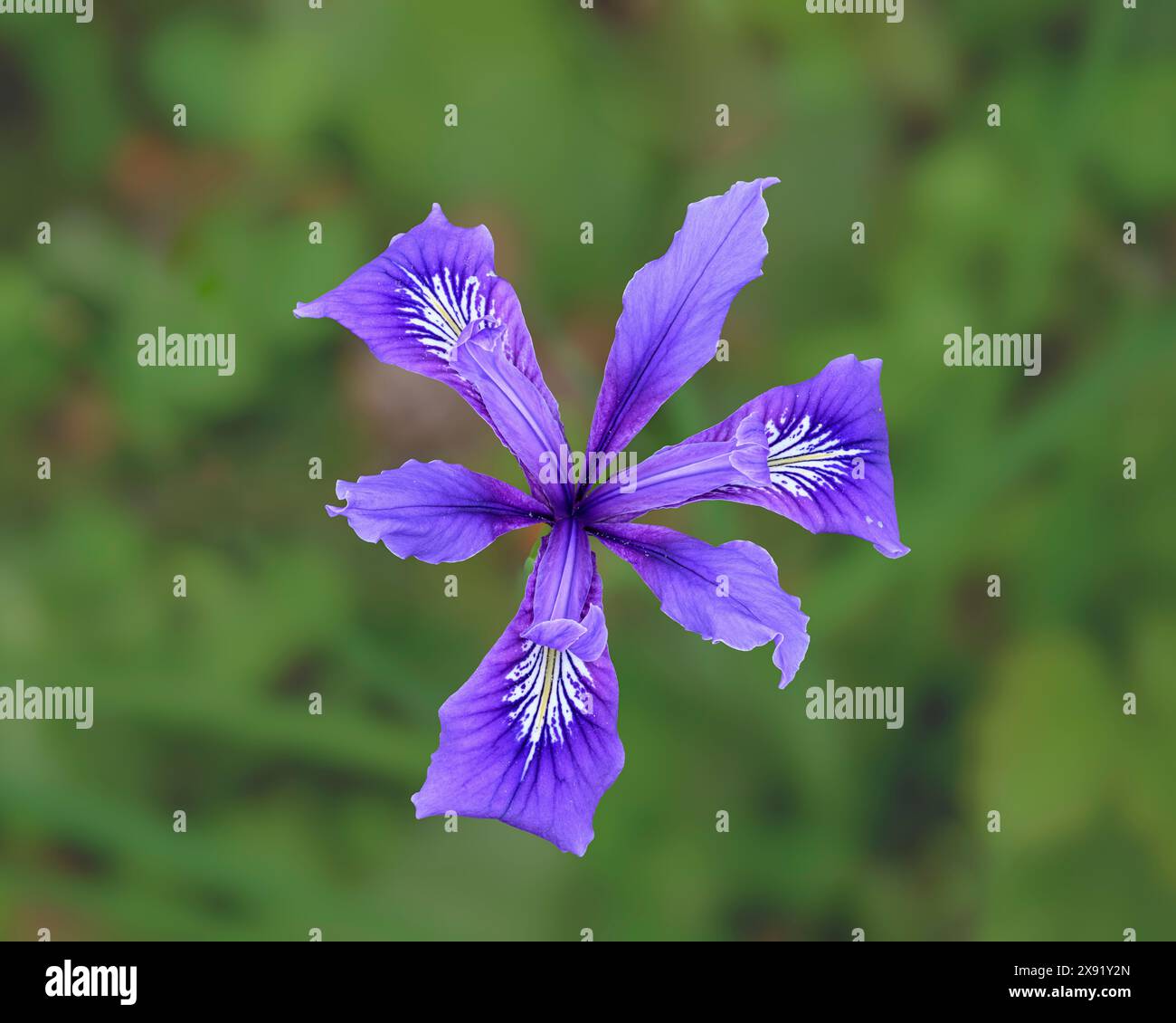 Oregon Iris, auch bekannt als Toughleaf Iris (Iris tenax); Mount Pisgah Arboretum, Willamette Valley, Oregon. Stockfoto