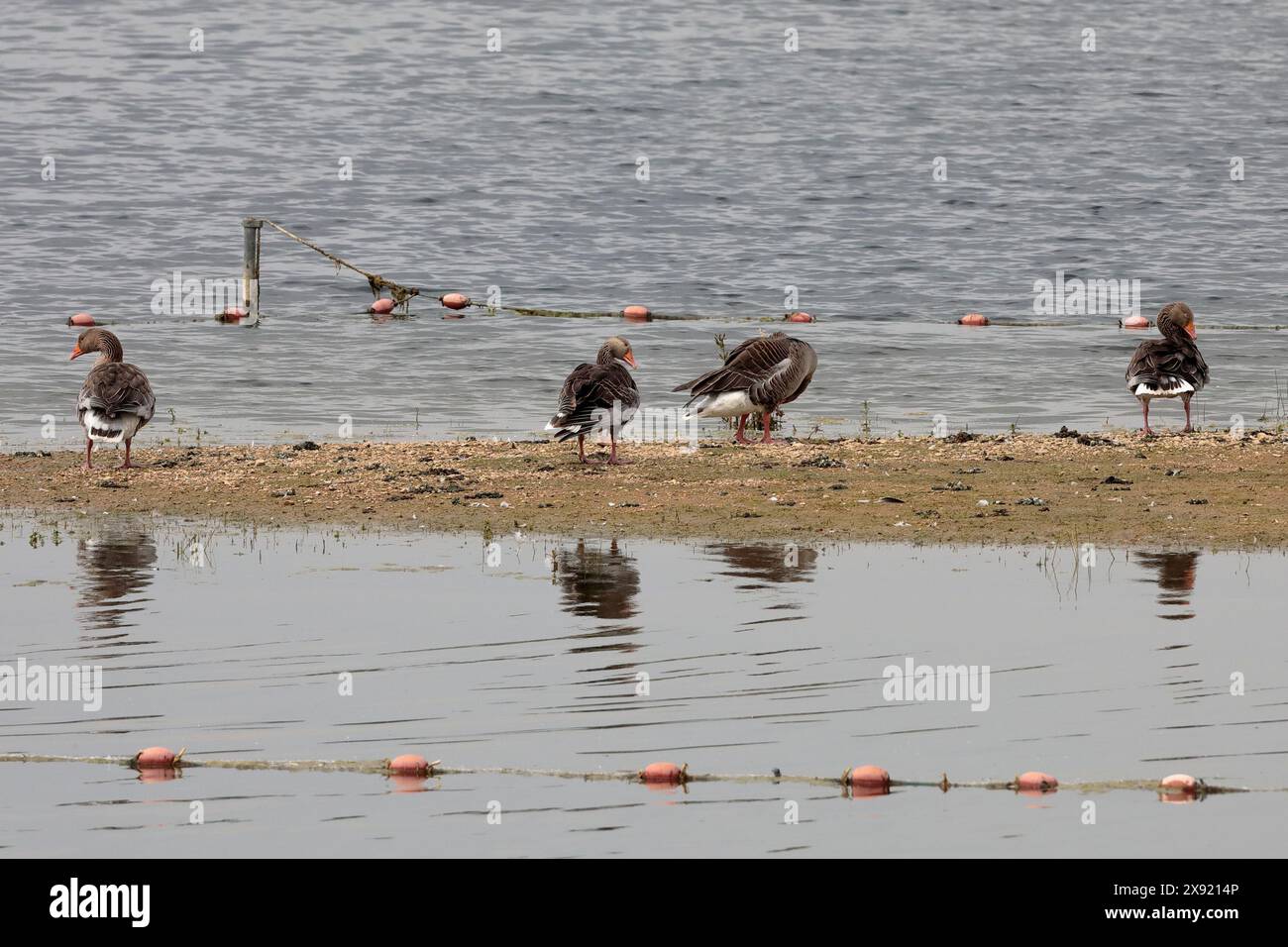Vier Graugänse (Anser anser) stehen in einer Reihe auf einer Kieselbank in einem See Stockfoto