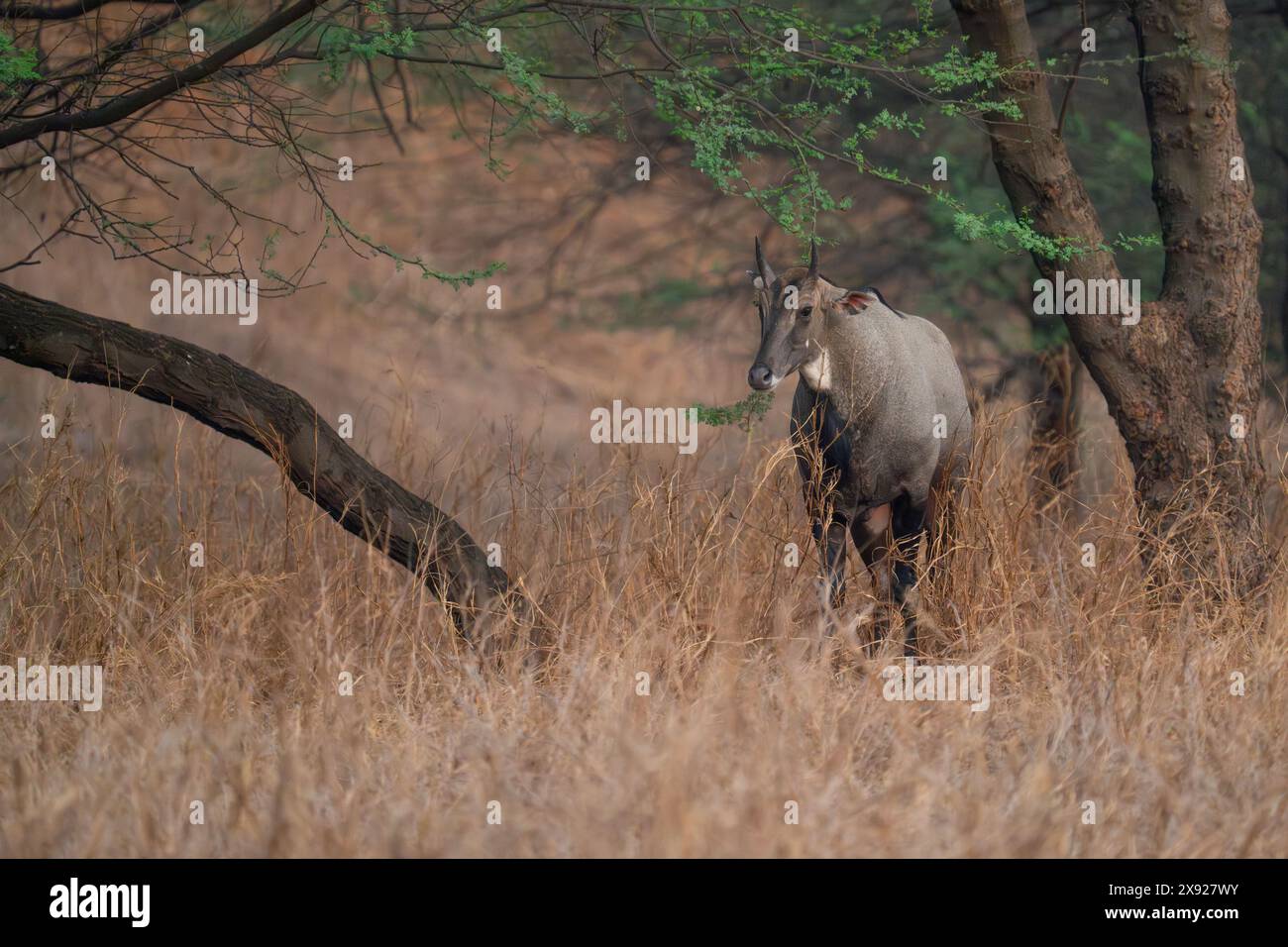 Blue Bull oder Nilgai in Jhalana Stockfoto Blue Bull oder Nilgai in Jhalana Stockfoto