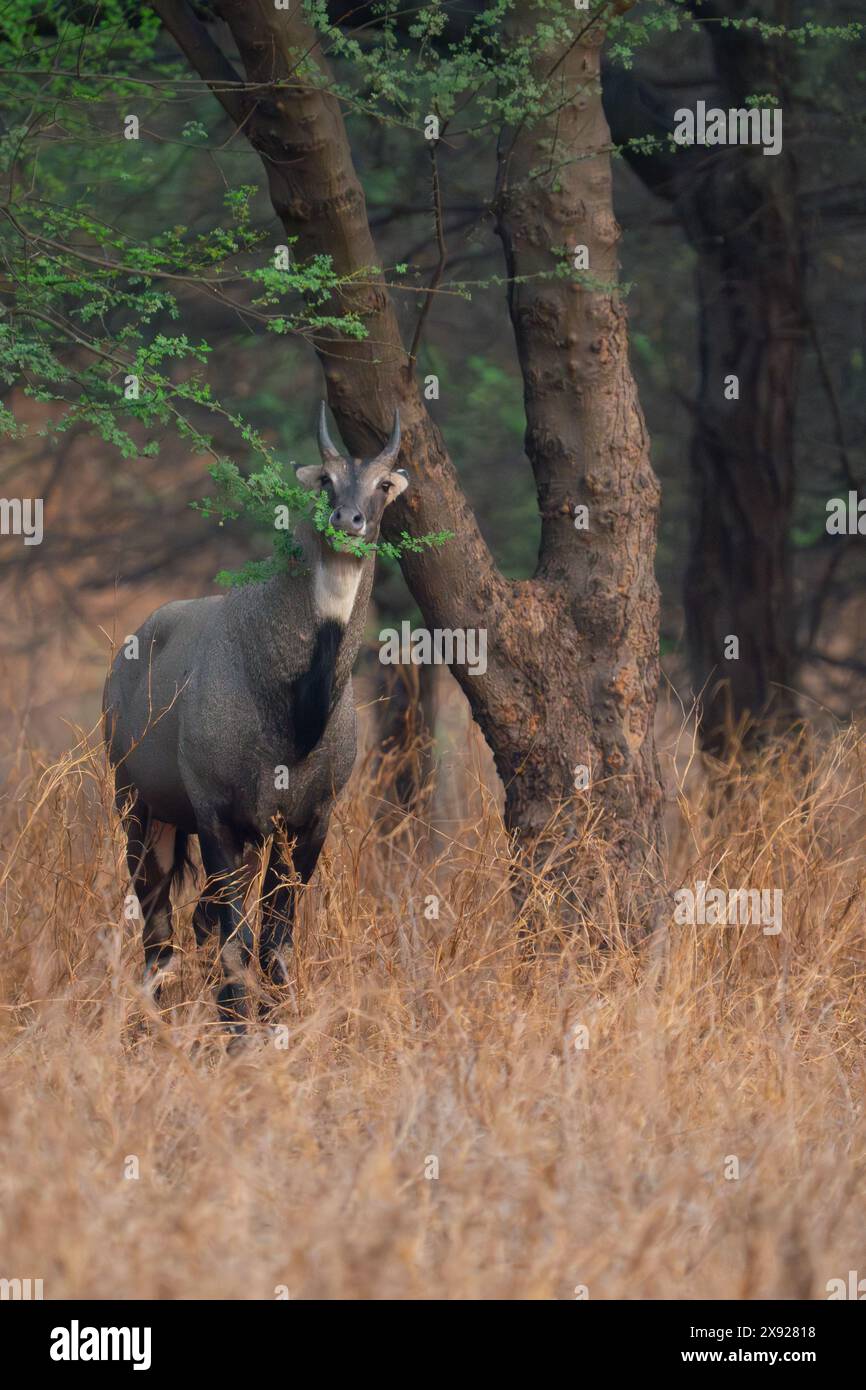 Blue Bull oder Nilgai in Jhalana Stockfoto Blue Bull oder Nilgai in Jhalana Stockfoto