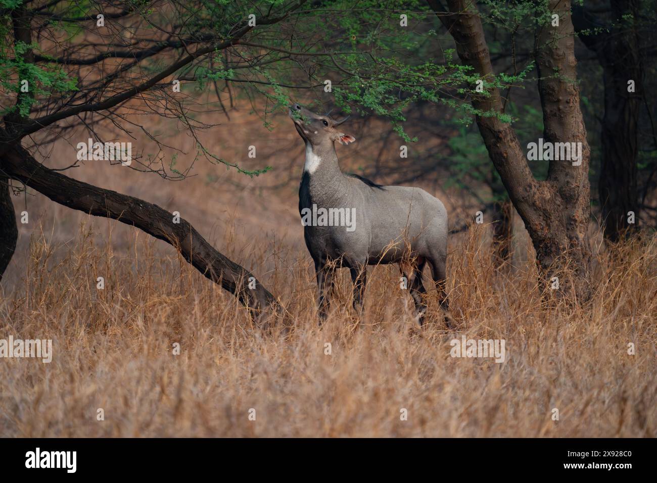 Blue Bull oder Nilgai in Jhalana Stockfoto Blue Bull oder Nilgai in Jhalana Stockfoto