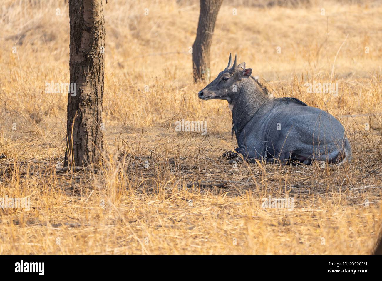 Blue Bull oder Nilgai in Jhalana Stockfoto Blue Bull oder Nilgai in Jhalana Stockfoto