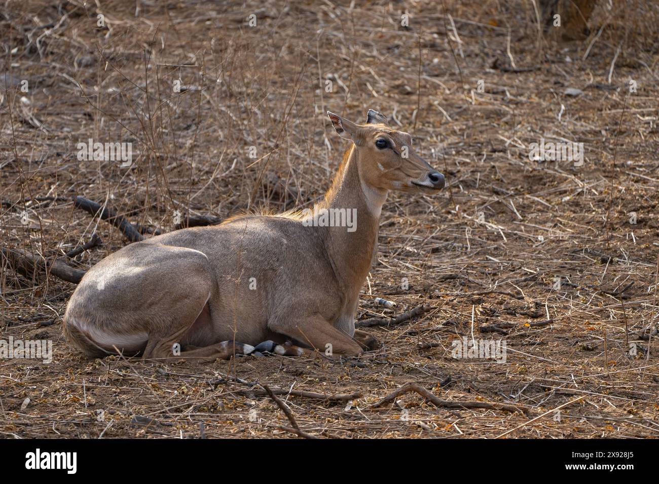 Blue Bull oder Nilgai in Jhalana Stockfoto