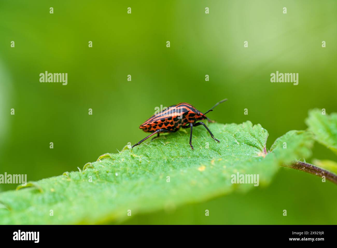 Ein kleiner rot-schwarzer Käfer steht auf einem leuchtend grünen Blatt und zeigt eine Nahaufnahme eines Landinsekts in seinem natürlichen Lebensraum Stockfoto