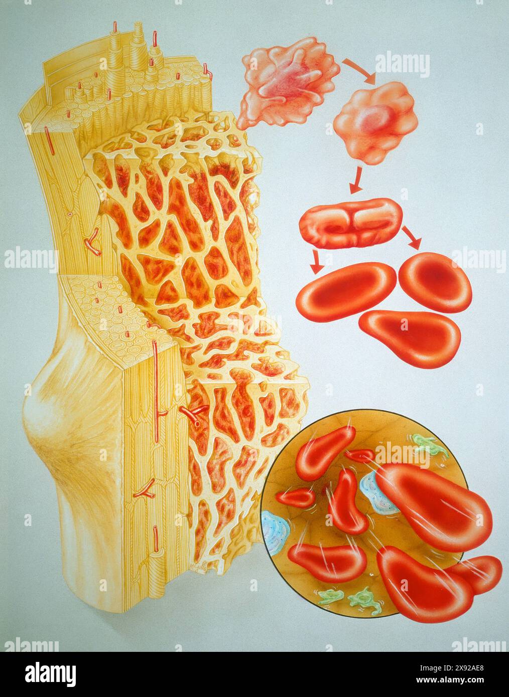 Im Knochenmark werden die Blutzellen regeneriert. Hier sind rote Blutkörperchen dargestellt, die vom Knochenmark produziert werden, ZEICHNUNG 001366 008 Stockfoto