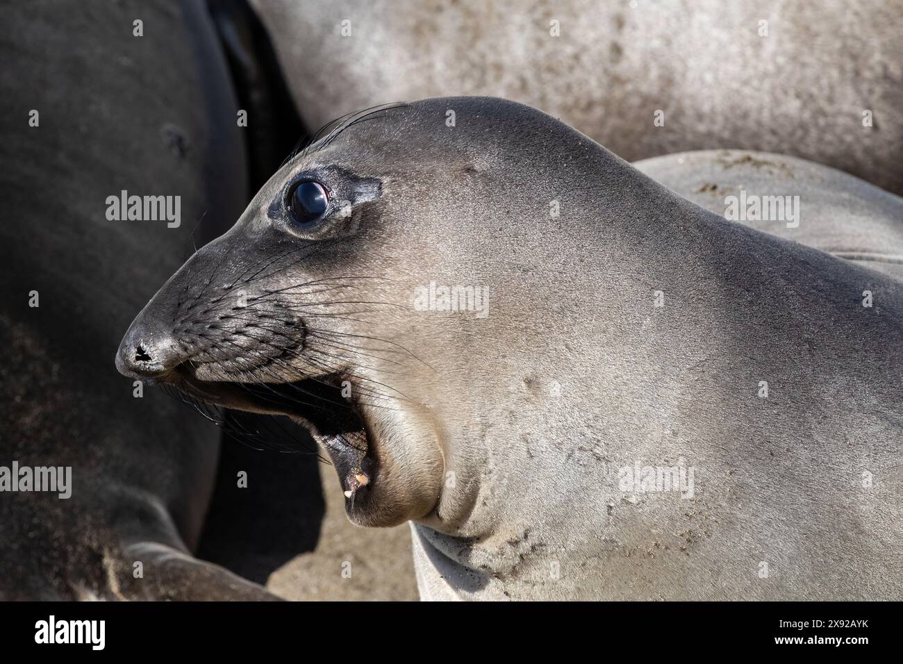 Nahaufnahme: Nördliche Elefantenrobbe (Mirounga angustirostris) in Cambria, Kalifornien. Blick zur Seite, Mund offen. Stockfoto