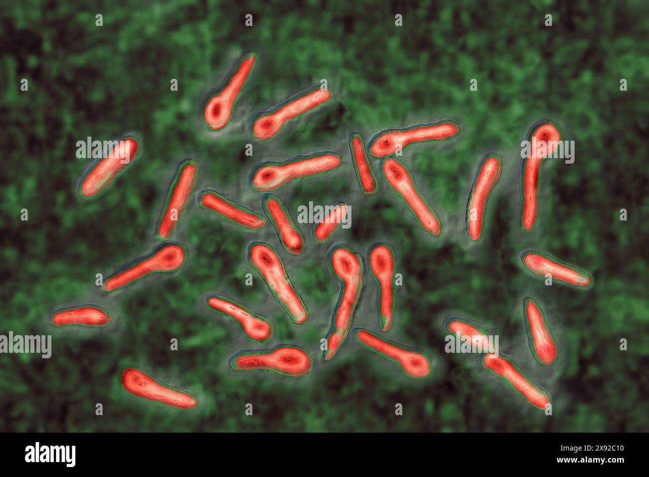 Clostridium tetani oder NicolaÃer-Bazillus ist das Bakterium, das für Tetanus verantwortlich ist. Schon eine minimale Kontamination in einer Wunde führt zur Bildung eines neurotropen Toxins, Tetanospasmin, das an das zentrale Nervensystem bindet und Kontrakturen und Lähmungen verursacht. Bild aus optischer Mikroskopie. Tetanus-Bazillus 016813 056 Stockfoto