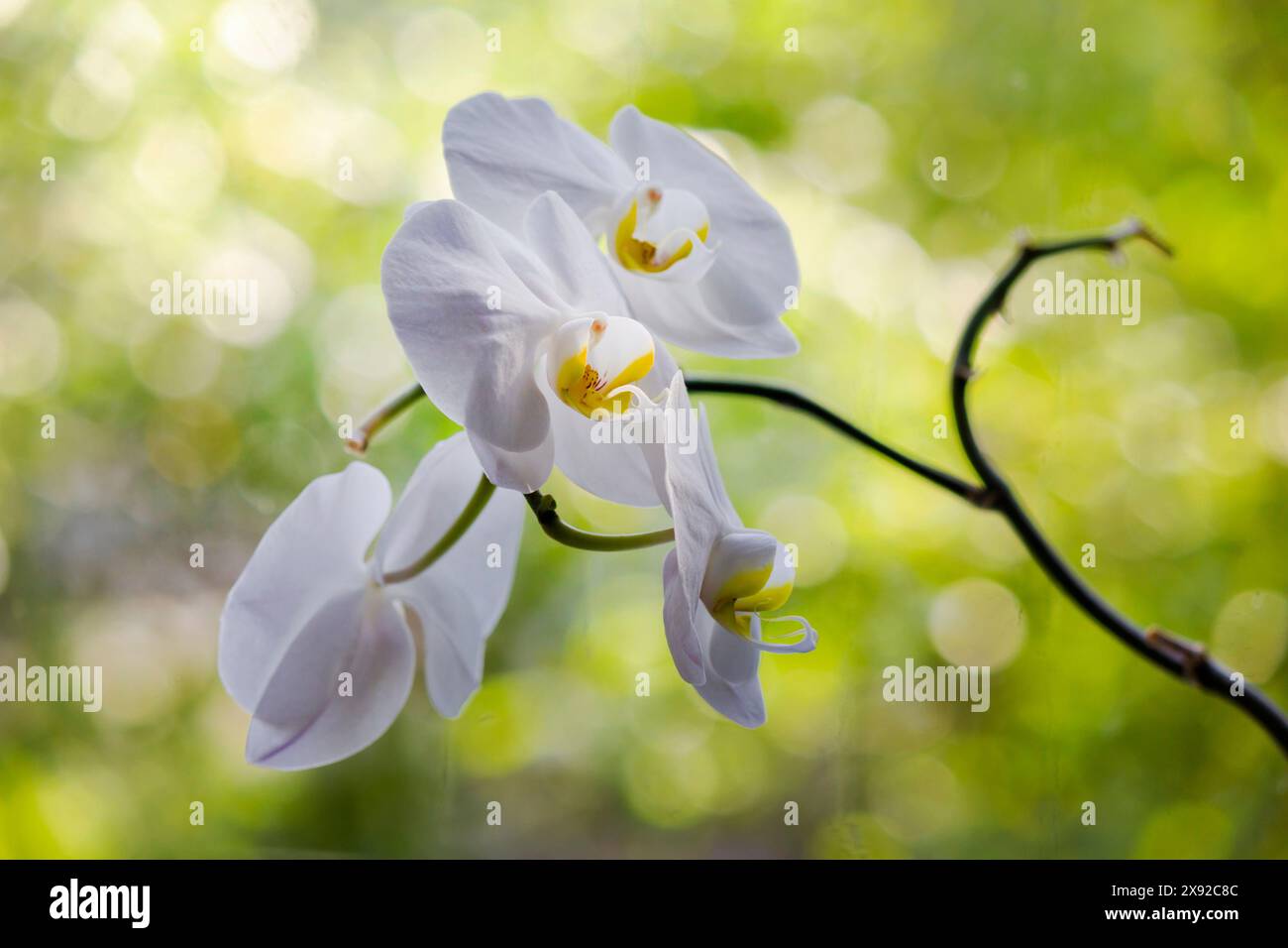 Blühende weiße Orchidee auf einem schönen grünen Hintergrund mit Bokeh Stockfoto