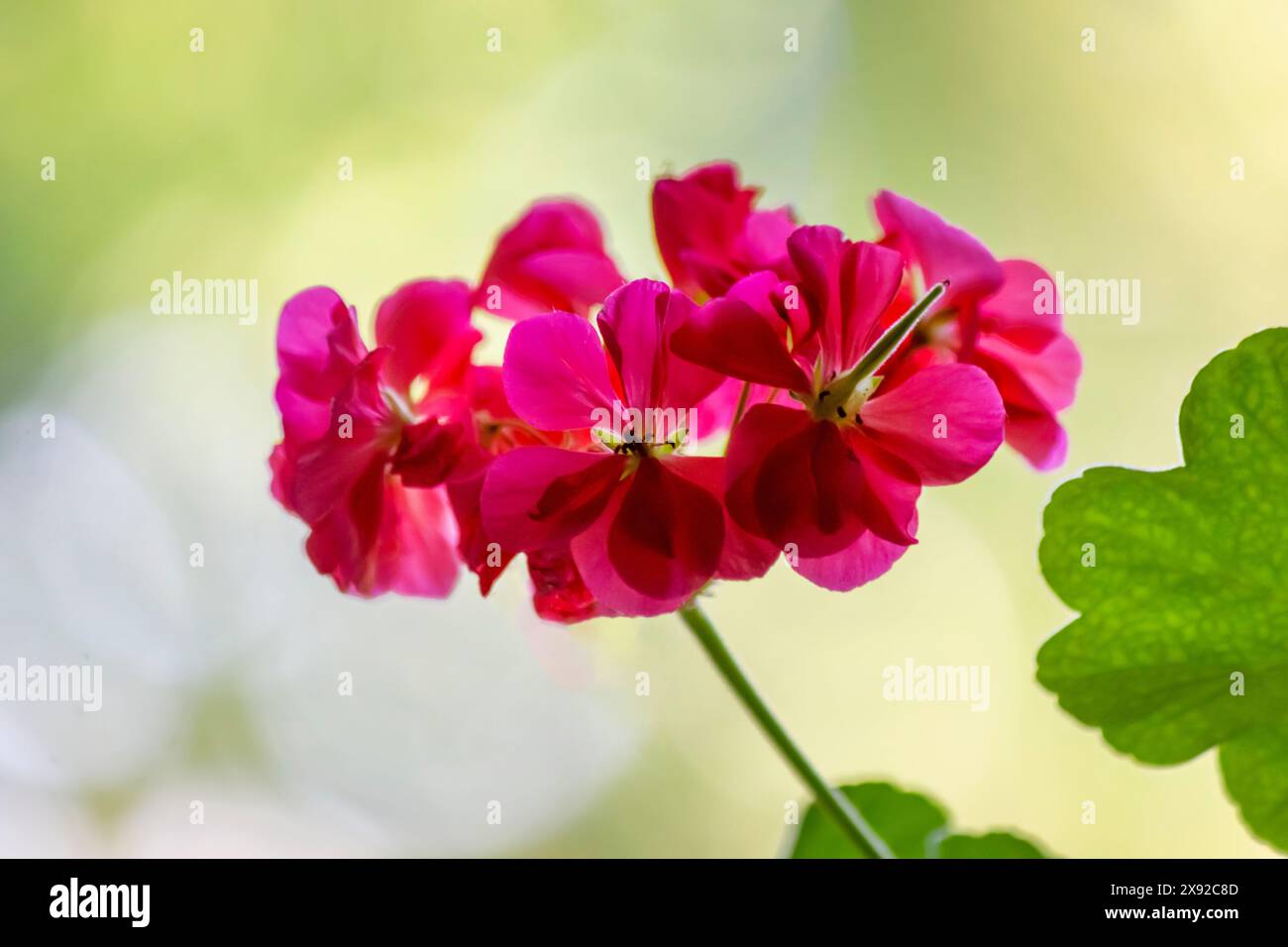 Rotes pelargonium auf einem wunderschönen Hintergrund. Helles pelargonium Stockfoto
